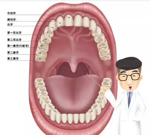 你嘅牙齒，你識唔識佢呀？