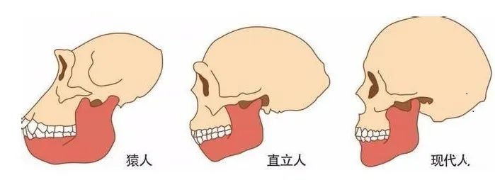 牙齒矯正嘅小滿與大滿